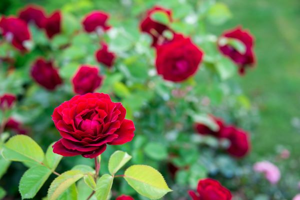 Rose Planting in Naples