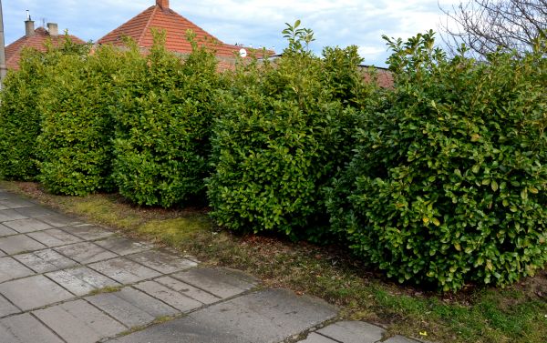 Privacy Shrub Installation in Naples