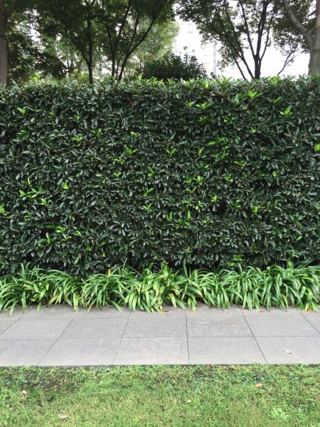Privacy Shrub Planting in Naples