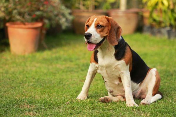 Dog Friendly Landscaping in Naples