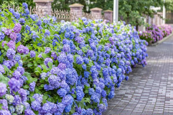 Hydrangea Landscaping in Naples