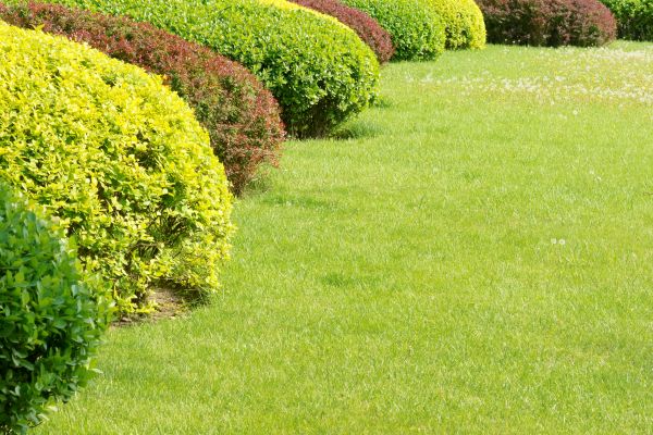 Shrubbery Planting in Naples