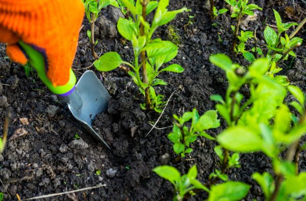 Hydrangea Planting in Naples