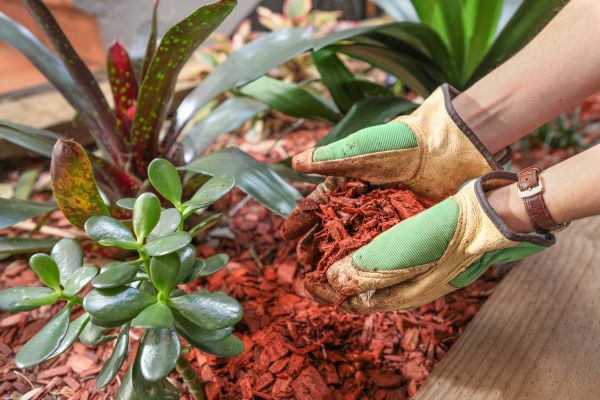 Cedar Mulch Installation in Naples