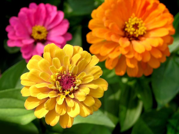 Zinnia Planting in Naples