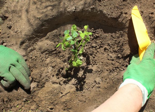 Rose Bush Planting in Naples