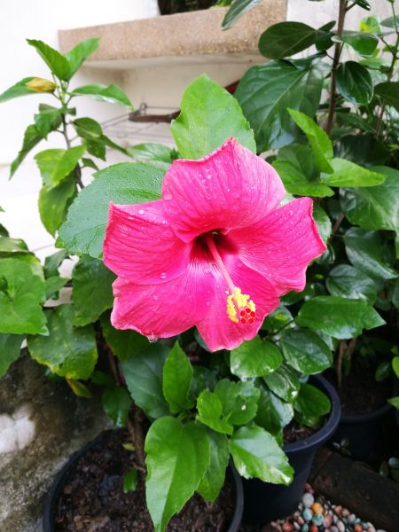 Hibiscus Planting in Naples