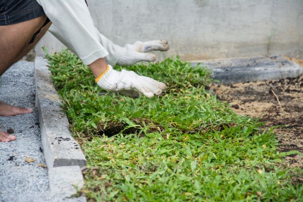 Ground Cover Planting in Naples