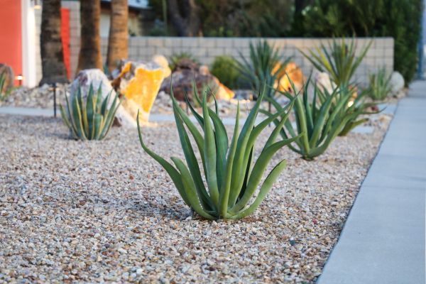 Drought Resistant Landscaping in Naples