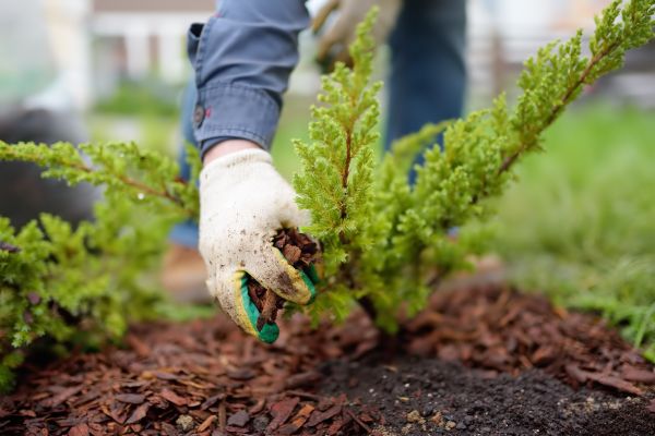 Church Mulching in Naples