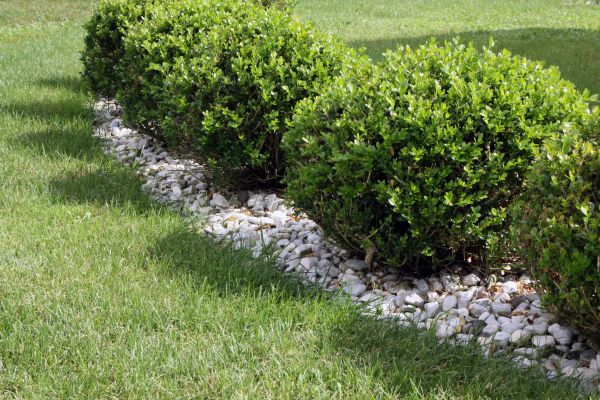 Boxwood Planting in Naples