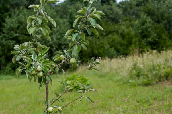 Apple Tree Planting in Naples