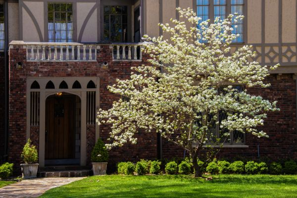 Dogwood Tree Planting in Naples